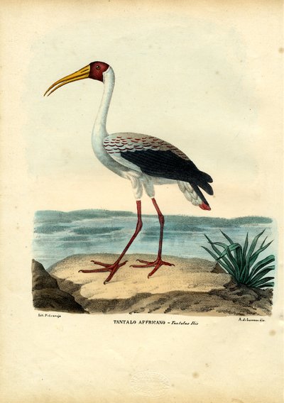 Yellow-Billed Stork, 1863-79 by Raimundo Petraroja